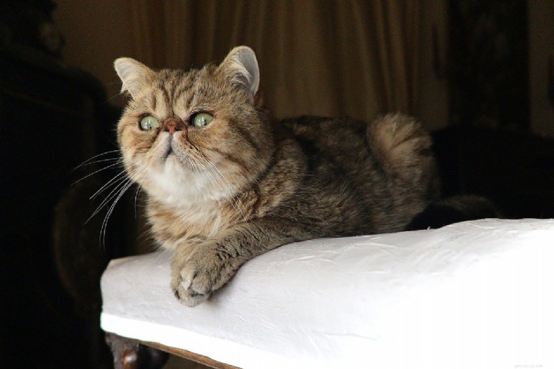 10 kattenrassen die boekdelen spreken:de meest expressieve gezichten 