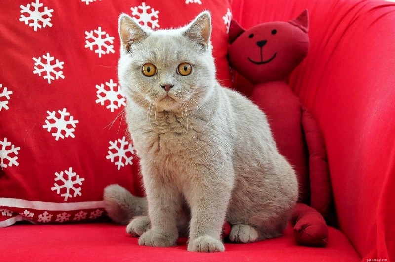 10 kattenrassen die boekdelen spreken:de meest expressieve gezichten 