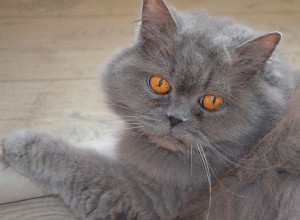 Explore 7 Cat Breeds Famous for Their Ultra-Short Tails