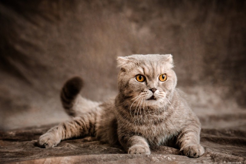 Ontdek 7 kattenrassen die beroemd zijn om hun ultrakorte staarten 