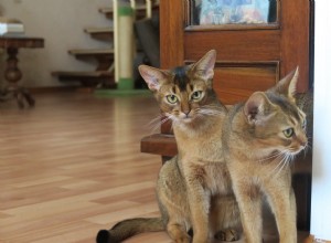 Top 6 Cat Breeds Perfect for Warm, Sunny Climates