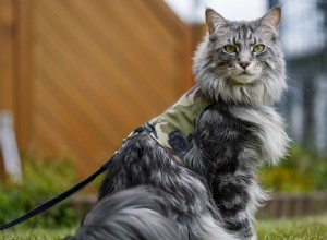 Top 10 Cat Breeds Mastering the Art of Climbing