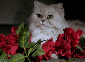 10 Royal Cat Breeds: Elegant Felines for Discerning Owners