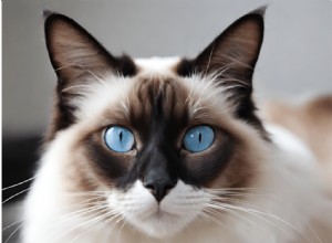 Long‑Haired Snowshoe Siamese: Characteristics, Care & Grooming Guide