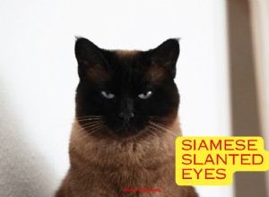 Understanding the Slanted Eyes of Siamese Cats: Genetics, Appearance, and Vision