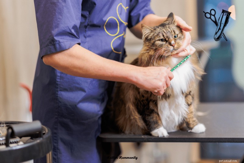 Maine Coon Grooming Guide:Expert Hårklippningstips för en felfri päls 