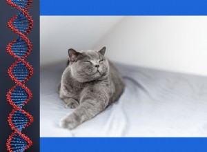 British Shorthair Coat Genetics Explained: What You Need to Know