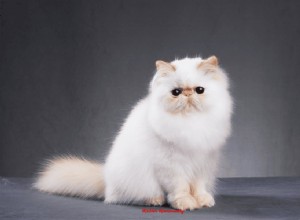 30 Proven Facts About Persian Cats: Luxury, Calm, and Royal Heritage