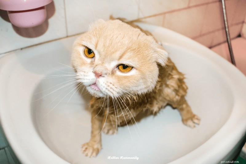 30 faits prouvés sur les chats persans :luxe, calme et héritage royal 