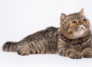 Discover the Exotic Shorthair: A Fluffy, Flat‑Faced Cat That Wins Hearts
