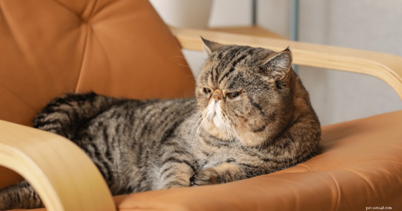 Descubra o exótico pêlo curto:um gato fofo e de cara chata que conquista corações 