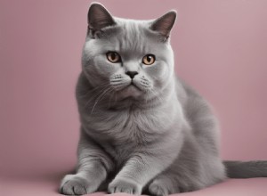 English Shorthair Cats: Playful, Poised, and Perfectly Balanced