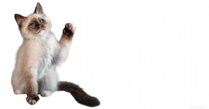 Visieproblemen bij Siamese katten begrijpen:belangrijkste feiten en verzorgingstips 