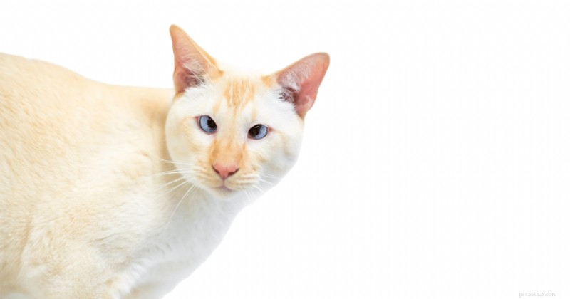 Visieproblemen bij Siamese katten begrijpen:belangrijkste feiten en verzorgingstips 