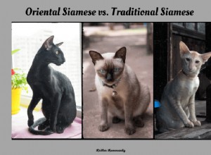 Oriental vs. Traditional Siamese Cats: Key Differences Explained