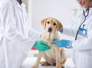 Why Regular Vet Check-Ups are Essential for Your Dog’s Longevity