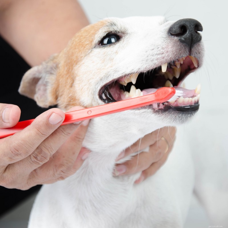 Waarom regelmatige dierenartscontroles essentieel zijn voor de levensduur van uw hond 