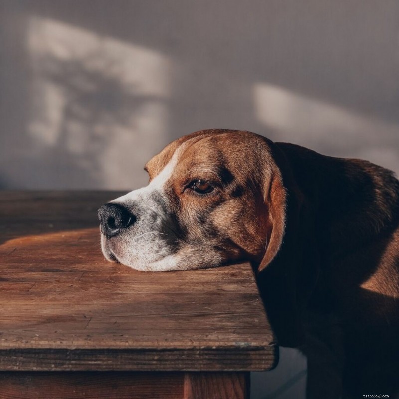 Angst bij honden herkennen en beheersen:een gids voor eigenaren 