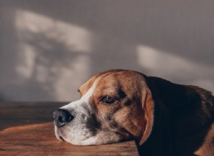 Recognizing and Managing Anxiety in Dogs: A Guide for Owners