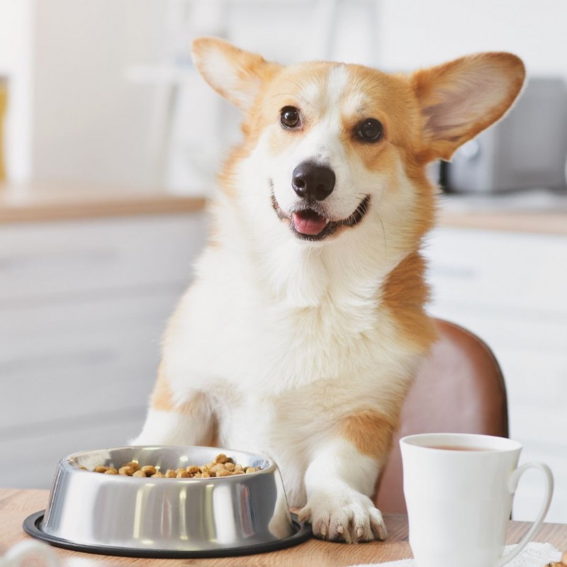 Houd uw hond fit:deskundig dieet- en bewegingsadvies voor gewichtsbeheersing 