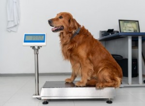 Keep Your Dog Fit: Expert Diet & Exercise Advice for Weight Management