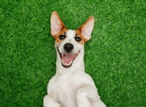Expert Guide to Canine Dental Care: Tips for Strong, Healthy Teeth