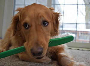 Essential Guide to Dog Dental Care: Expert Tips for Healthy Teeth