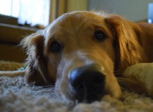 7 Astonishing Scent Detection Secrets: What Dogs Smell That Humans Can t