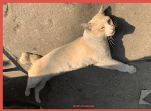 How to Spot When Your Cat Is Overheating: Key Signs and Quick Actions