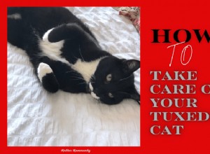 Essential Care Guide for Tuxedo Cats
