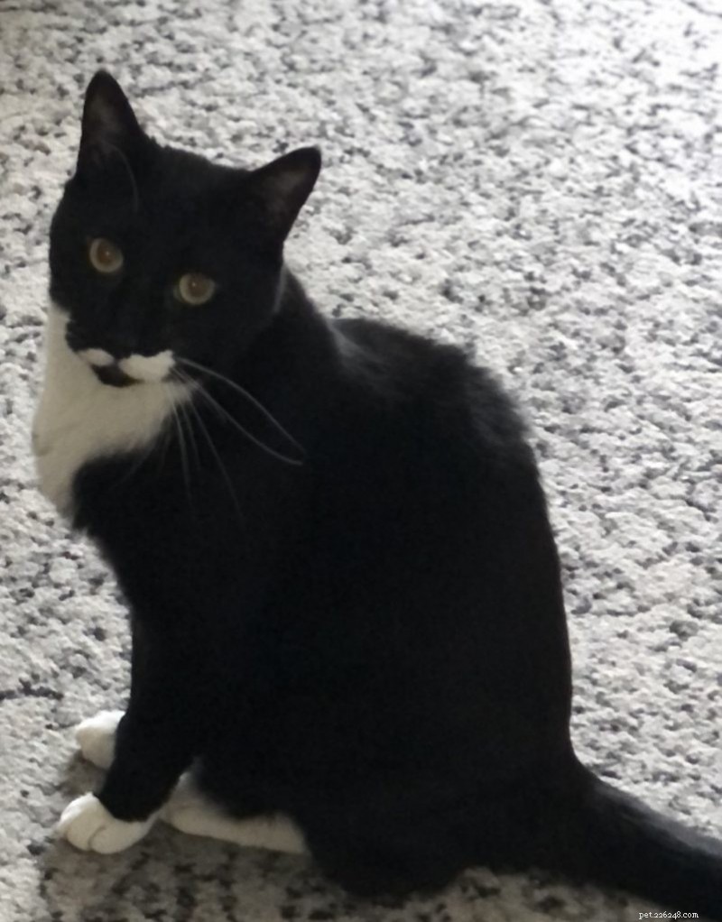 Essentiële verzorgingsgids voor smokingkatten 
