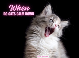 When Will Your Cat Calm Down? A Comprehensive Guide for Owners