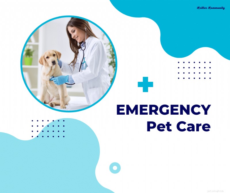 Quando cercare assistenza veterinaria di emergenza per il tuo animale domestico 