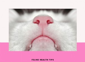 Do Cats  Noses Really Stay Wet? A Feline Health Guide