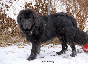 Discover the Largest Fluffy Dog Breeds: Ideal Companions for Your Home