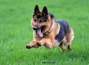 Essential Exercise Guidelines for Your German Shepherd: Energy, Health, and Happiness