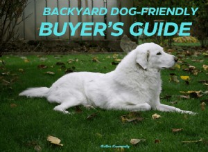 Ultimate Guide to Building a Dog-Friendly Backyard