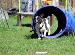 40 Expert Tips to Create a Dog-Friendly Backyard Paradise