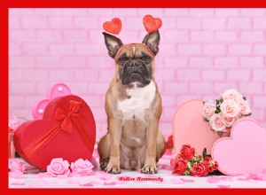 Plan a Memorable Valentine’s Day Dog Party: DIY Treats, Activities & Party Tips
