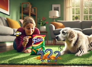 Why Do Dogs Smell Like Fritos? A Scientific Explanation of the Snack Aroma