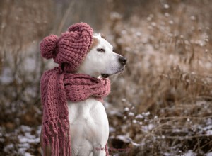 Essential Winter Care for Dogs: Proven Tips & Gear Every Owner Should Know