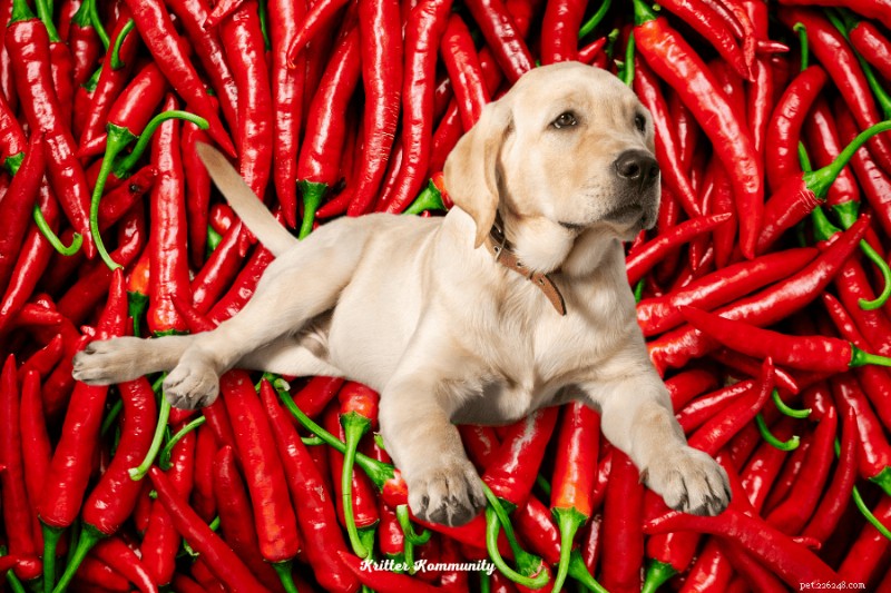 犬は赤ピーマンを食べても大丈夫？安全性と栄養に関する専門ガイド 