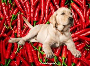 Can Dogs Eat Red Peppers? A Professional Guide to Safety and Nutrition