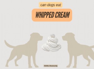 Is Whipped Cream Safe for Dogs? A Vet‑Approved Guide