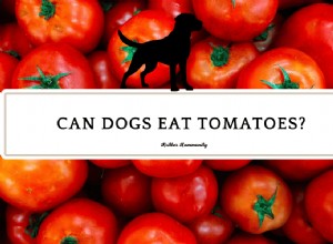 Are Tomatoes Safe for Dogs? A Clear, Trustworthy Guide