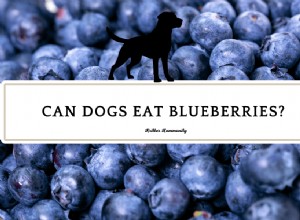 Can Dogs Safely Eat Blueberries? Expert Insights & Tips