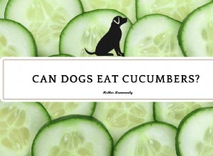 Are Cucumbers Safe for Dogs? A Clear Guide to Healthy Snacks