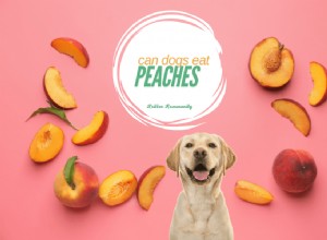 Can Dogs Safely Eat Peaches? A Pet Owner’s Guide