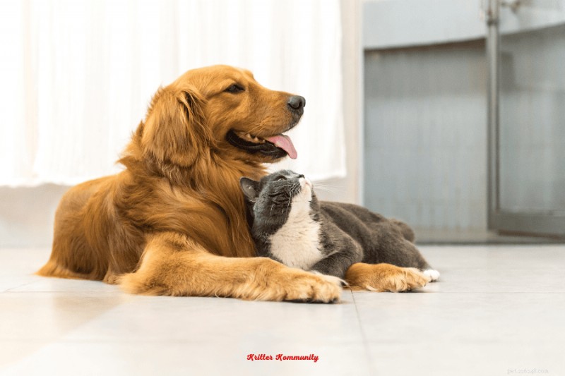 猫と仲良くなれるトップの犬種:毛皮で覆われた完璧なパートナーを見つける 
