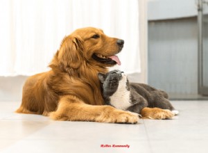 Top Dog Breeds That Get Along with Cats: Finding the Perfect Furry Companion